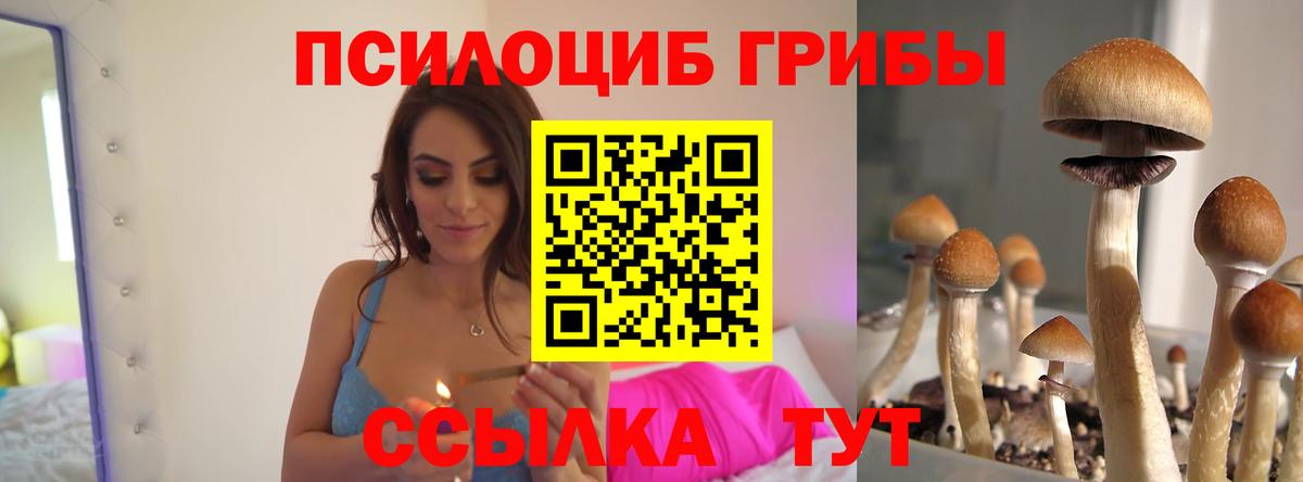 Псилоцибиновые грибы Psilocybe Кингисепп